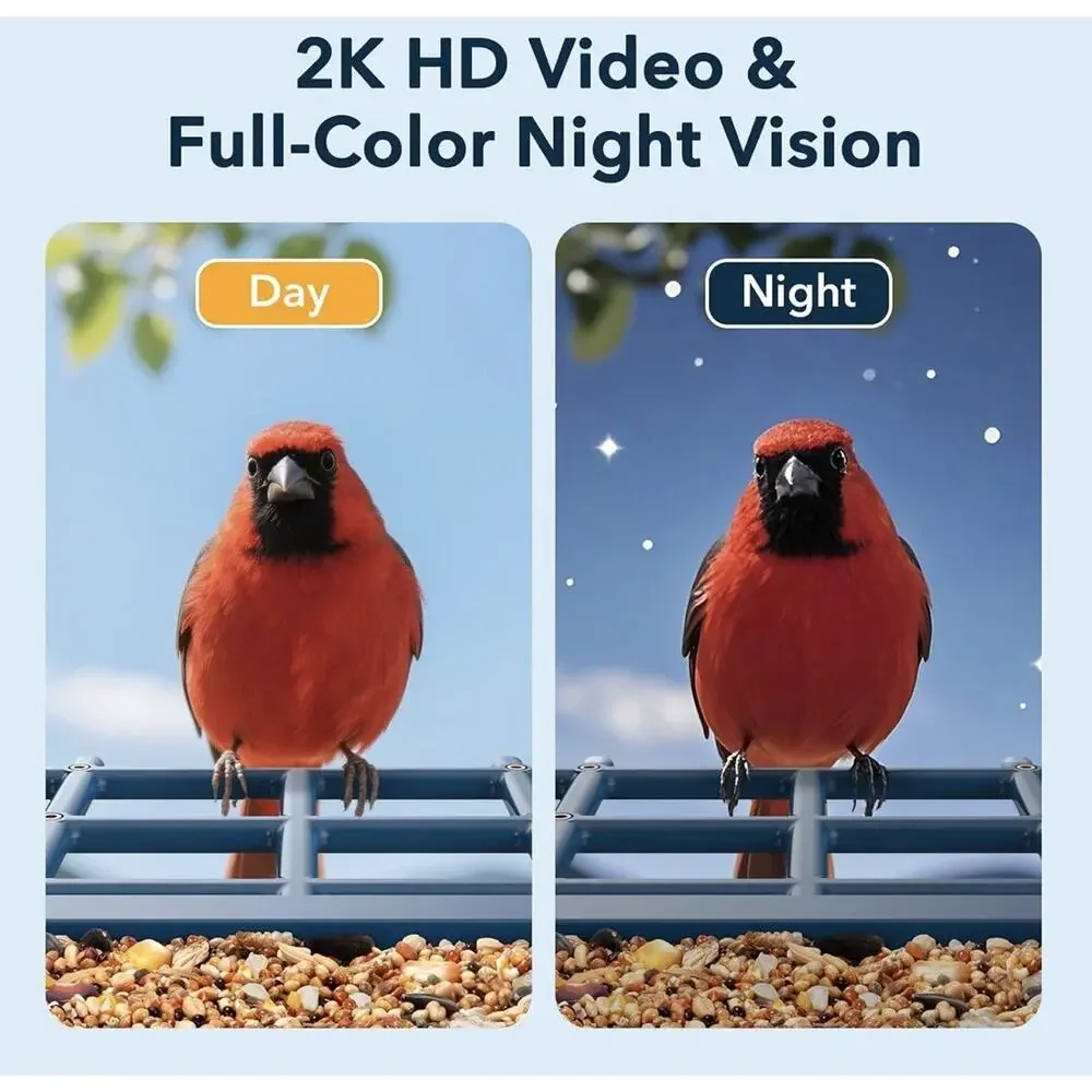 Peckcam watch birds